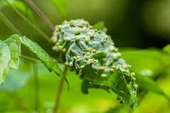 Daktulosphaira vitifoliae