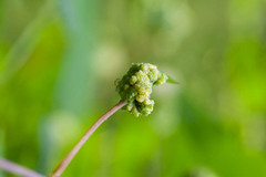 Daktulosphaira vitifoliae