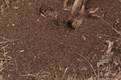 Formica rufa