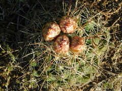 Coryphantha clavata