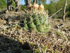 Coryphantha clavata