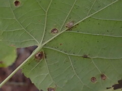 Didymomyia tiliacea