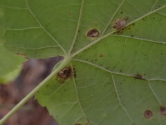 Didymomyia tiliacea