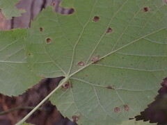 Didymomyia tiliacea