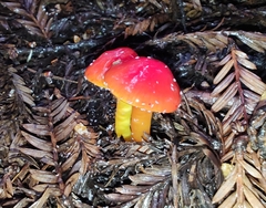 Hygrocybe laetissima