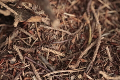 Formica rufa