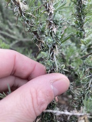 Rhopalomyia ericameriae