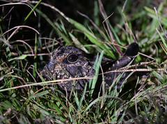 Eleothreptus anomalus