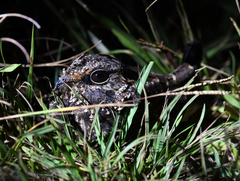 Eleothreptus anomalus