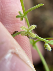 Pectocarya linearis ferocula