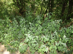 Chenopodium ucrainicum