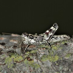 Dendrotettix quercus