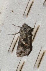 Syngrapha octoscripta