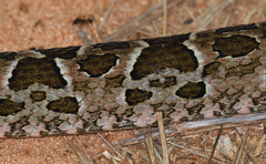 Bothrops pubescens