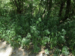 Chenopodium ucrainicum