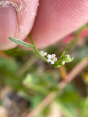Pectocarya linearis ferocula