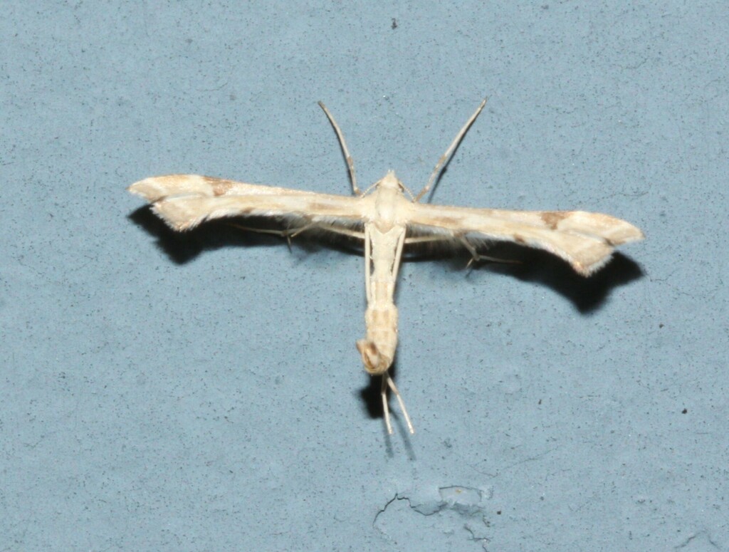 Platyptilia from Chandler, Club motoneige, rte Pellegrin, QC, Canada on