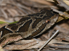 Bothrops pubescens