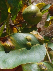 Aceria erinea