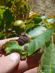 Aceria erinea