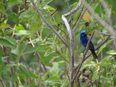 Cyanocompsa parellina