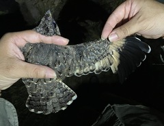 Eleothreptus anomalus