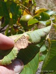 Aceria erinea