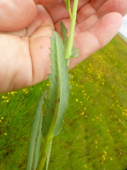 Senecio littoreus