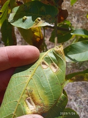 Aceria erinea