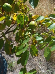 Aceria erinea