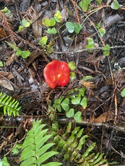 Hygrocybe laetissima