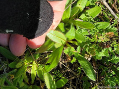 Plagiobothrys arizonicus