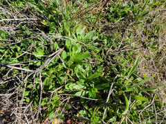 Plagiobothrys arizonicus