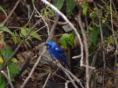 Cyanocompsa parellina