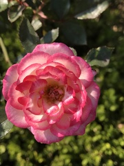 Rosaceae
