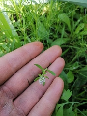 Corrigiola litoralis