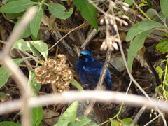 Cyanocompsa parellina