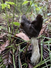 Helvella maculata