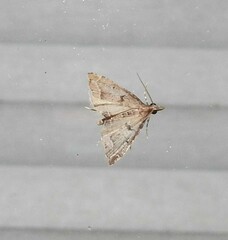 Diplopseustis perieresalis