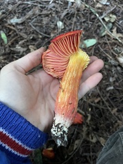 Hygrocybe laetissima