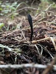 Trichoglossum
