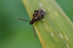 Bruchidius bimaculatus