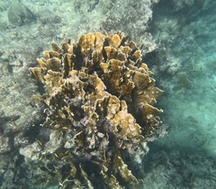 Millepora complanata