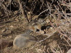 Ammospermophilus interpres