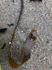 Laminaria sinclairii