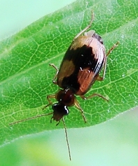 Lebia fuscata