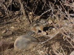 Ammospermophilus interpres