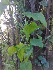 Dioscorea communis