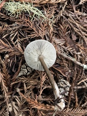 Melanoleuca melaleuca