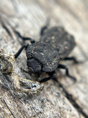 Phloeodes plicatus